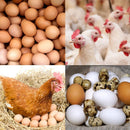 Controlador De Temperatura Coel Y39ohqr P/chocadeiras C/viragem de Ovos